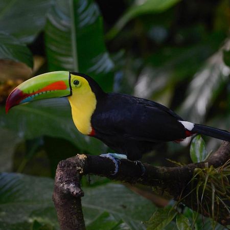 Veragua Rainforest Puerto Limon Buitenkant foto