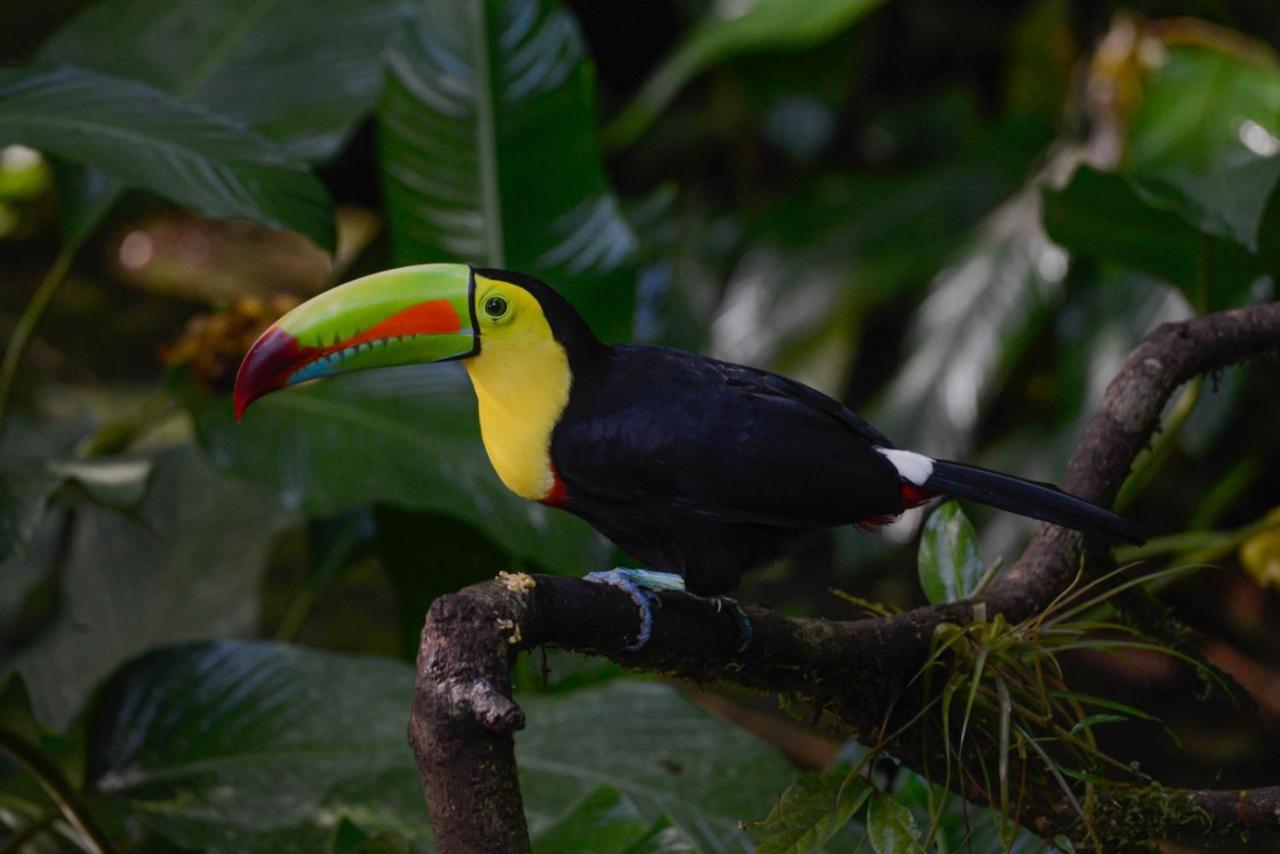 Veragua Rainforest Puerto Limon Buitenkant foto