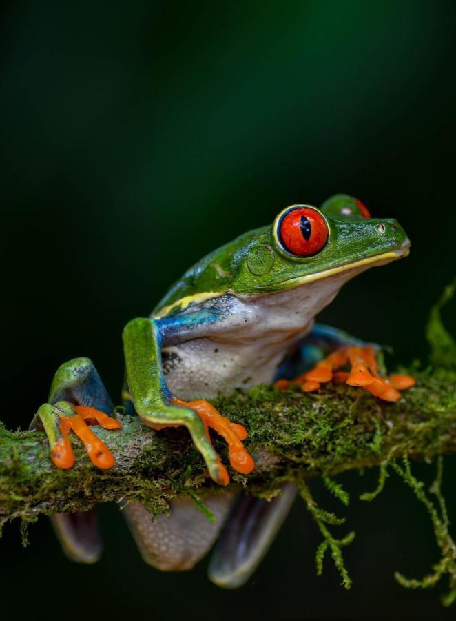 Veragua Rainforest Puerto Limon Buitenkant foto